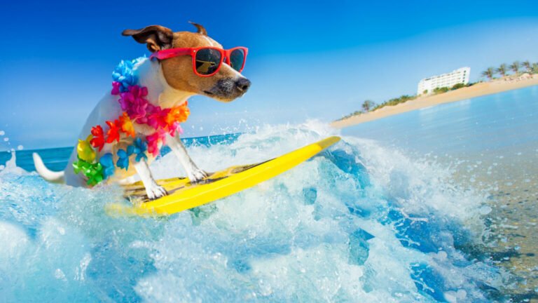 Alma Metals ALM Stockhead Dog Surfing
